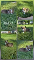 America, a female Pembroke Welsh Corgi for sale in Winchester, OH – 1 of 6
