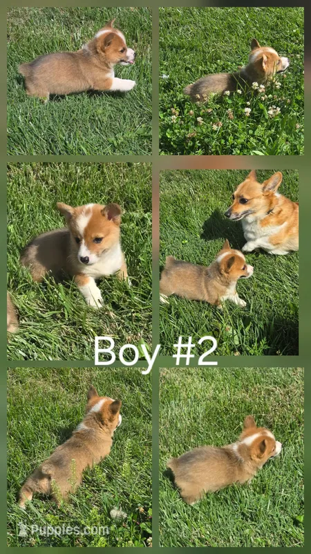 Brave – Pembroke Welsh Corgi puppy on hold in Winchester, OH