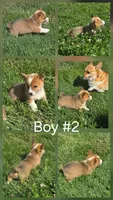 Brave, a male Pembroke Welsh Corgi for sale in Winchester, OH – 1 of 6