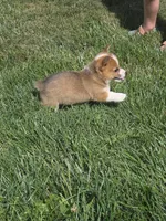 Brave, a male Pembroke Welsh Corgi for sale in Winchester, OH – 6 of 6