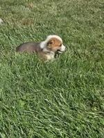General , a male Pembroke Welsh Corgi for sale in Winchester, OH – 2 of 5