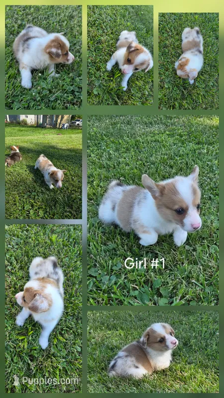 Liberty – Pembroke Welsh Corgi puppy for sale in Winchester, OH