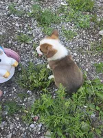 General , a male Pembroke Welsh Corgi for sale in Winchester, OH – 3 of 5
