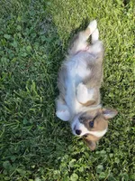 America, a female Pembroke Welsh Corgi for sale in Winchester, OH – 5 of 6