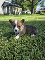America, a female Pembroke Welsh Corgi for sale in Winchester, OH – 6 of 6