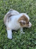 Liberty, a female Pembroke Welsh Corgi for sale in Winchester, OH – 3 of 5