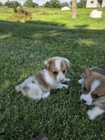 Liberty, a female Pembroke Welsh Corgi for sale in Winchester, OH – 5 of 5