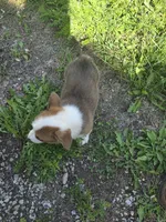 General , a male Pembroke Welsh Corgi for sale in Winchester, OH – 5 of 5