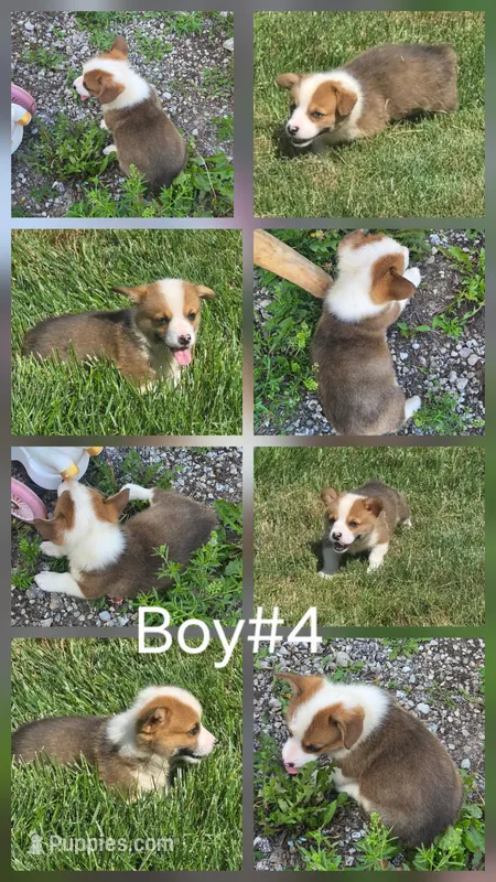 General  – Pembroke Welsh Corgi puppy for sale in Winchester, OH