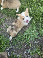 Freedom, a male Pembroke Welsh Corgi for sale in Winchester, OH – 3 of 6