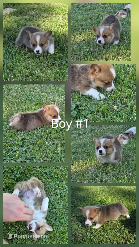 Patriot – Pembroke Welsh Corgi puppy for sale in Winchester, OH