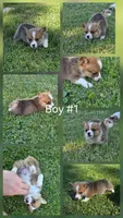 Patriot, a male Pembroke Welsh Corgi for sale in Winchester, OH – 1 of 5