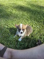 Patriot, a male Pembroke Welsh Corgi for sale in Winchester, OH – 5 of 5