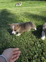 Patriot, a male Pembroke Welsh Corgi for sale in Winchester, OH – 4 of 5