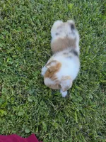 Liberty, a female Pembroke Welsh Corgi for sale in Winchester, OH – 2 of 5