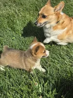 Brave, a male Pembroke Welsh Corgi for sale in Winchester, OH – 5 of 6