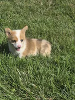 Freedom, a male Pembroke Welsh Corgi for sale in Winchester, OH – 5 of 6