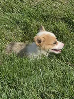 Freedom, a male Pembroke Welsh Corgi for sale in Winchester, OH – 2 of 6
