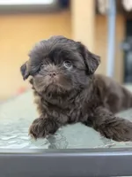 Female puppy, a female Shih Tzu for sale in Indio, CA – 2 of 3