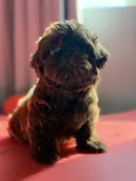 male puppy, a male Shih Tzu for sale in Indio, CA – 3 of 4