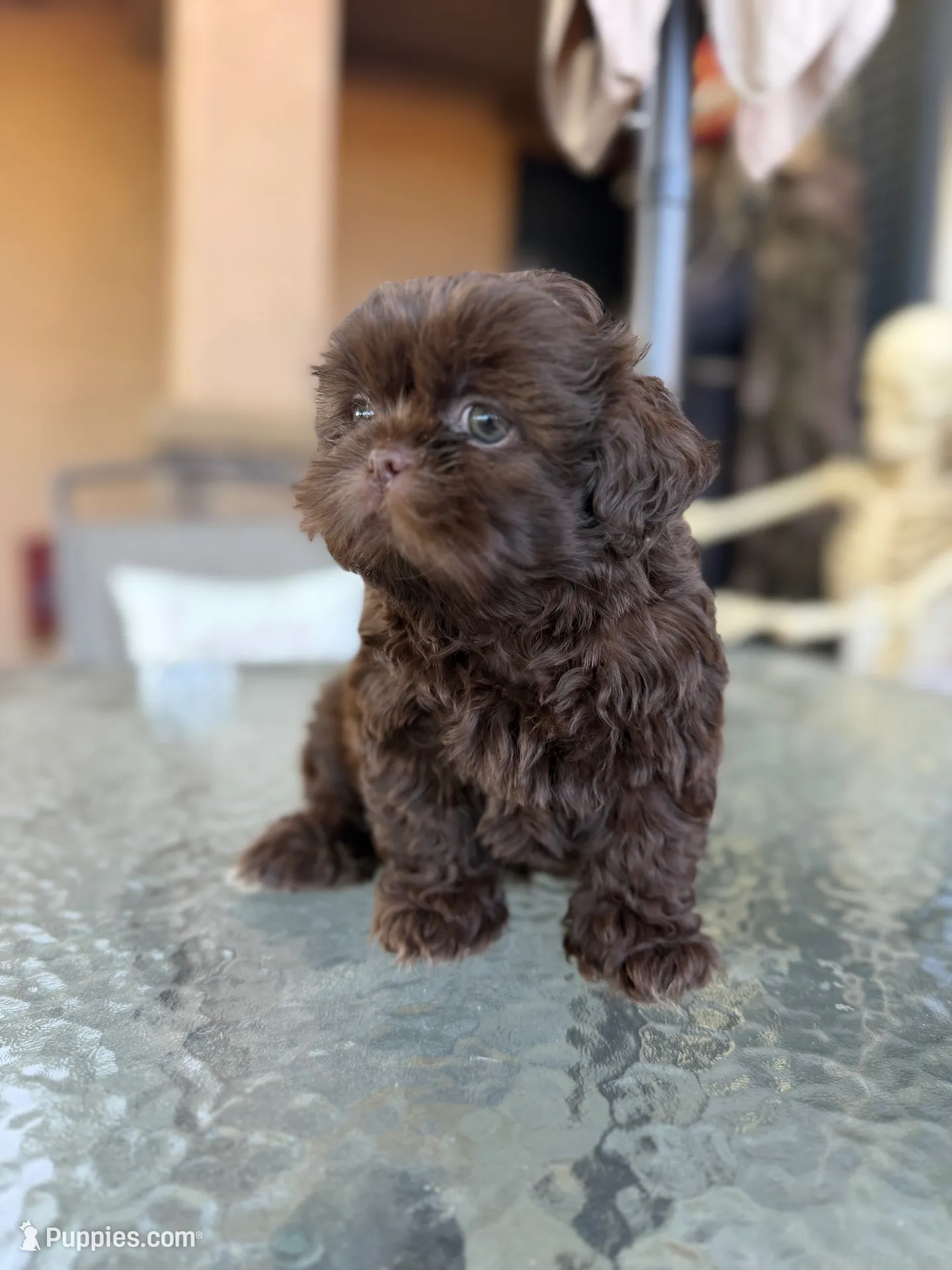 male puppy, a male Shih Tzu for sale in Indio, CA – 1 of 4