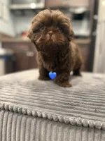 male puppy, a male Shih Tzu for sale in Indio, CA – 2 of 4