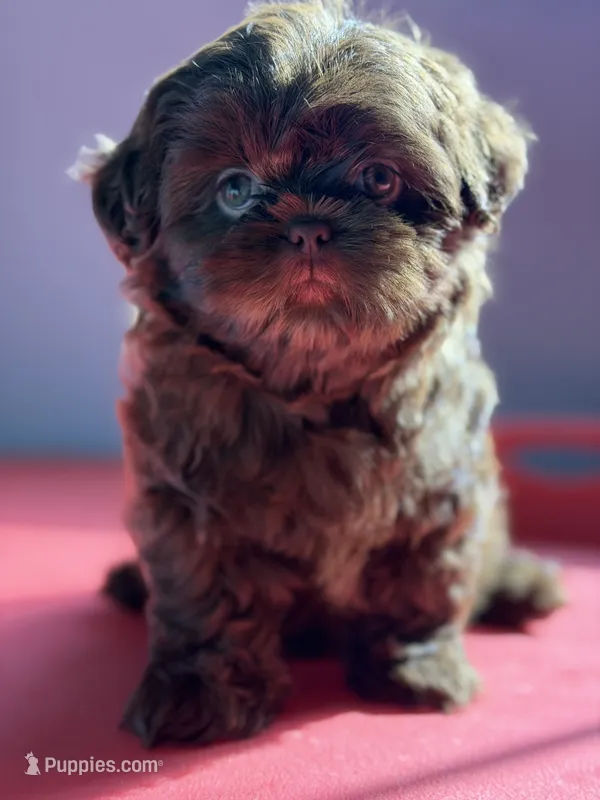 Female puppy, a female Shih Tzu for sale in Indio, CA – 1 of 3