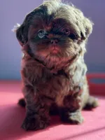 Female puppy, a female Shih Tzu for sale in Indio, CA – 1 of 3