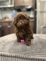 Female puppy, a female Shih Tzu for sale in Indio, CA – 3 of 3