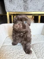 male puppy, a male Shih Tzu for sale in Indio, CA – 4 of 4