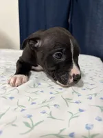 5, a male American Bully for sale in Hinesville, GA – 3 of 4
