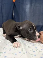 5, a male American Bully for sale in Hinesville, GA – 2 of 4