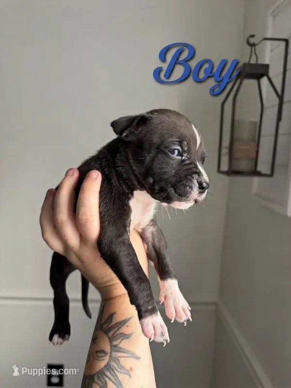 . – American Bully, American Pit Bull Terrier puppy for sale in Hinesville, GA