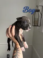., a male American Bully and American Pit Bull Terrier for sale in Hinesville, GA – 1 of 1