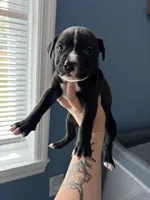 Socks, a male American Bully and American Pit Bull Terrier for sale in Hinesville, GA – 2 of 2