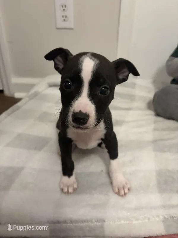 . – American Bully, American Pit Bull Terrier puppy for sale in Hinesville, GA