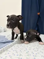 7, a male American Bully and American Pit Bull Terrier for sale in Hinesville, GA – 3 of 3
