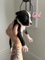., a female American Bully and American Pit Bull Terrier for sale in Hinesville, GA – 1 of 1