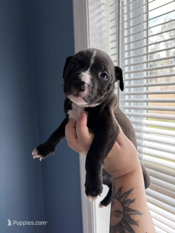 Socks – American Bully, American Pit Bull Terrier puppy for sale in Hinesville, GA