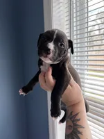 Socks, a male American Bully and American Pit Bull Terrier for sale in Hinesville, GA – 1 of 2
