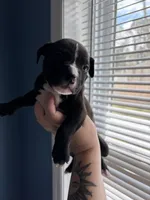 Number 3, a male American Bully and American Pit Bull Terrier for sale in Hinesville, GA – 3 of 3