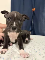 7, a male American Bully and American Pit Bull Terrier for sale in Hinesville, GA – 1 of 3