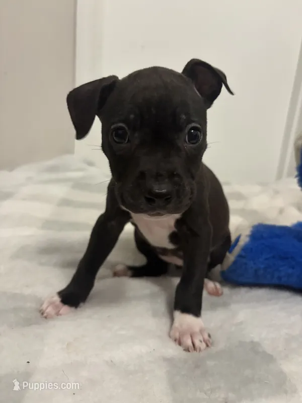 8 – American Bully puppy for sale in Hinesville, GA