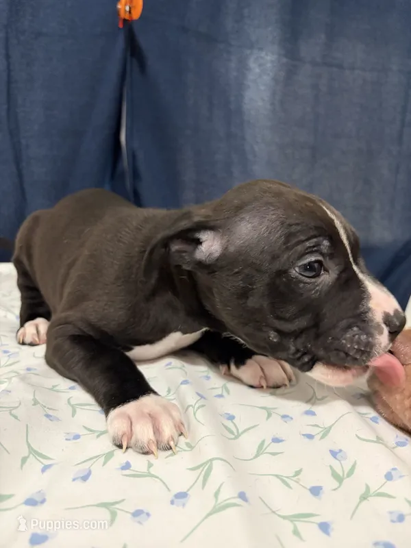 5 – American Bully puppy for sale in Hinesville, GA