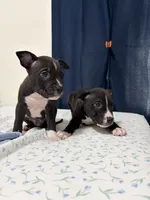 7, a male American Bully and American Pit Bull Terrier for sale in Hinesville, GA – 2 of 3