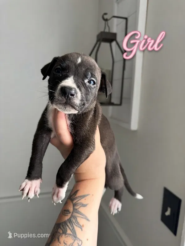 Lola – American Bully, American Pit Bull Terrier puppy for sale in Hinesville, GA