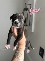 Lola, a female American Bully and American Pit Bull Terrier for sale in Hinesville, GA – 1 of 1