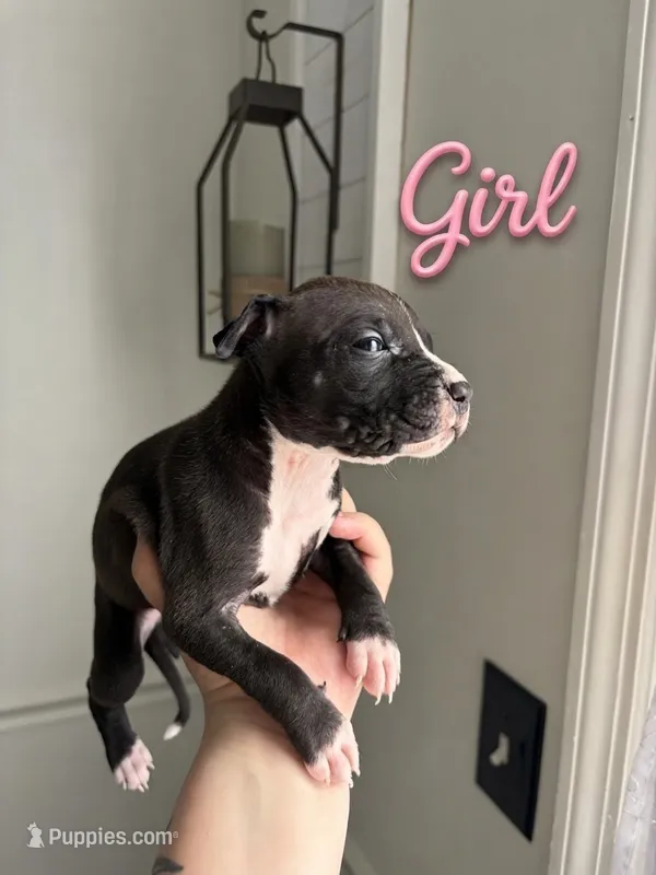 . – American Bully, American Pit Bull Terrier puppy for sale in Hinesville, GA