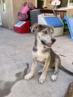 Nala, a female Catahoula Leopard Dog and German Shepherd Dog for sale in Menifee, CA – 2 of 2