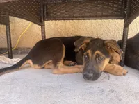 German, a male German Shepherd Dog for sale in Menifee, CA – 3 of 4
